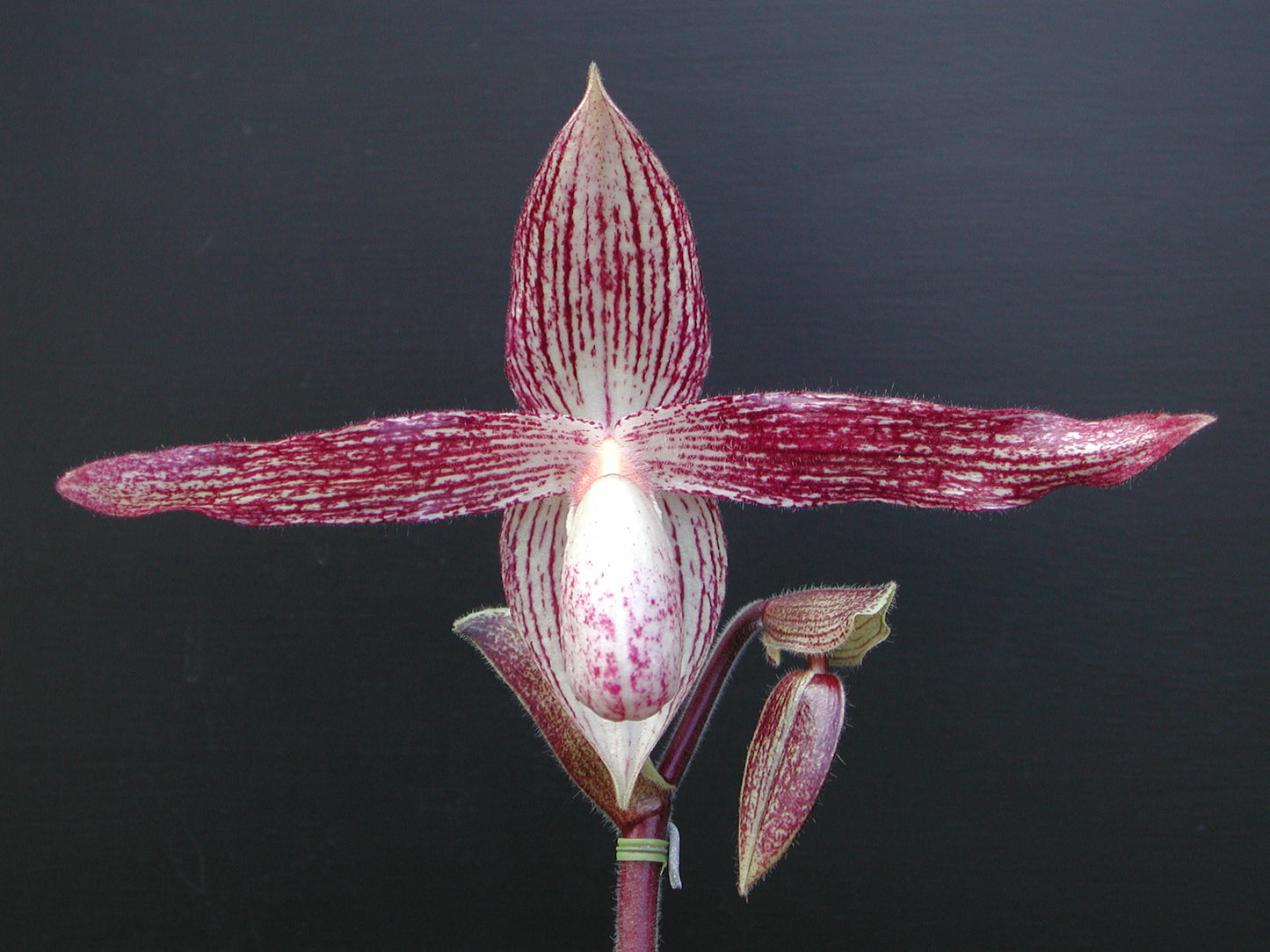 Paphiopedilum Wössner Vietnam Star