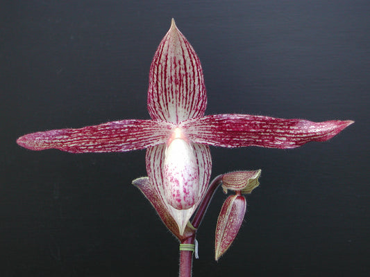 Paphiopedilum Wössner Vietnam Star