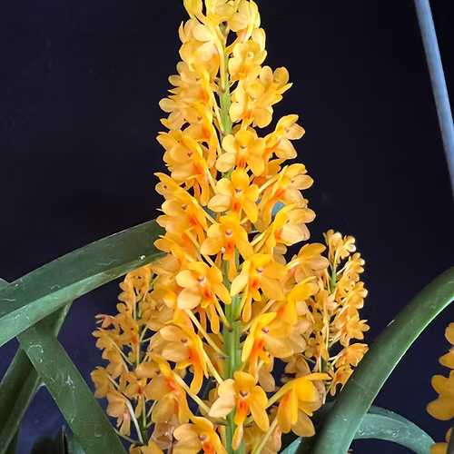 Vanda aurantiaca 'Yellow Bees'
